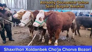 Shahrixon Xoldanbek Cho'ja Chorva Bozori Semiz Buqalar Narxlari 27-fevral, 2024
