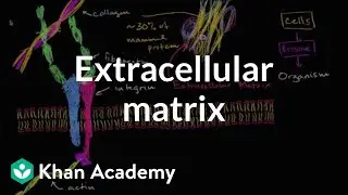 Extracellular matrix | Structure of a cell | Biology | Khan Academy