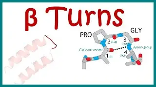 Beta turn || secondary structure of protein