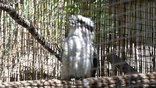 Laughing Kookaburra LA Zoo Los Angeles California USA August 16, 2024 Conservation Summer Heatwave