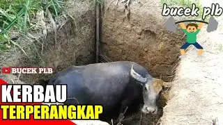 KERBAU LIAR TERPERANGKAP