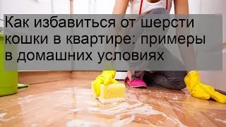 Как избавиться от шерсти кошки в квартире: примеры в домашних условиях