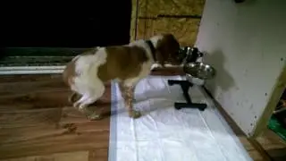 Щенок бретона - 3 месяца