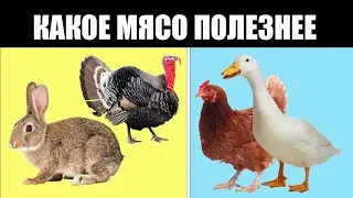 Вот какое из четырех видов мяса безопаснее всего