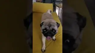 Обнаружен нарушитель!