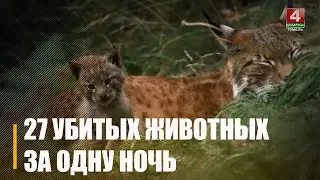В Гомельском районе за одну ночь обнаружили 27 убитых животных