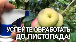 Защитите сад осенью от всех болезней и вредителей! Важная обработка!