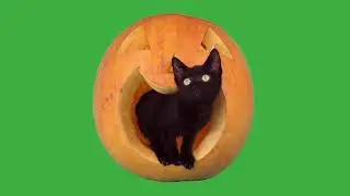 Green Screen Cat Video Download Free || Download Free Video of Green Screen Cats