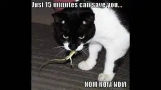 Geico Ringtone (With Download Link)