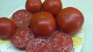 ТОМАТ ДЖИНА ИДЕАЛЕН ДЛЯ ТОРГОВЛИ! Ольга Чернова.