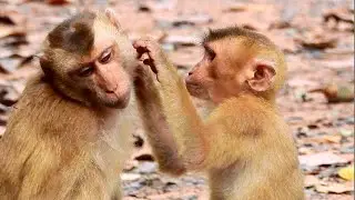 Orphan Monkey Grooming Each Other So Peaceful, They Are Share Loving Very Warmly