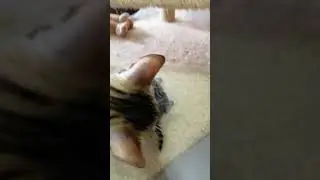 Примет или нет кошка чужого котёнка