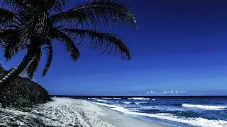 Peaceful Sleeping Under A Palm Tree On A Beach With Relaxing Ocean Waves In Dominican Republic