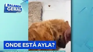 Cachorrinha desaparece enquanto estava em pet shop na Grande São Paulo