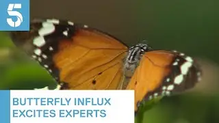 Millions of Painted Ladies butterflies set to arrive in the UK | 5 News