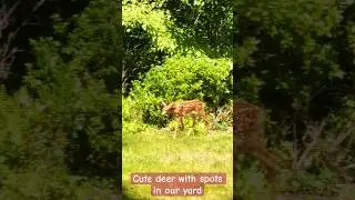 Cute deer with spots in our yard #deer #trending #shorts #fyp #animals #animalshorts #animallover