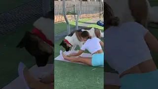 Fun training with your dog outdoors #dog #fannyvideo #fitness #natural #funnydogs