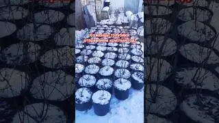 саженцы голубики