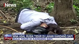 Diduga Mabuk Berat, WNA Rusia Tidur di Lahan Kandang Sapi di Bali #iNewsPagi 05/02