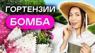 15 САМЫХ НЕПРИХОТЛИВЫХ гортензий для 6 соток