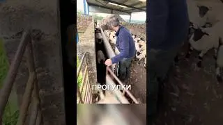 Сортирует овец 😲 #истории #история #новости #новость #shorts