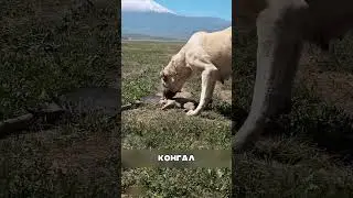 Алабаи отомстили СЕВЕРНЫМ волкам😨👏🐶