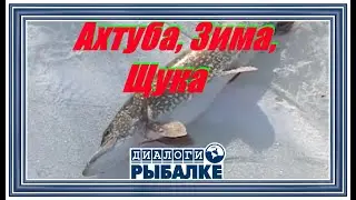 Диалоги о рыбалке - 002 / Ахтуба, Зима, Щука!