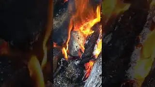 Punky wood is a good alternative to cotton cloth for Char-cloth/char-wood #bushcraft #survival #camp