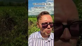 ЧЕМ ПОЛЕЗНА МАЛИНА? Рыбалко Юрий. #shorts #здоровье