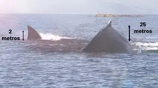 Provas que o MEGALODON ainda existe