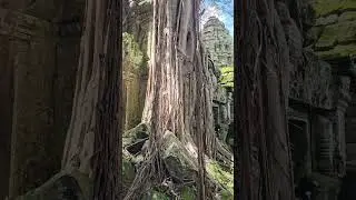 Невероятный, магический Ta Prohm🖤Храм, который победила природа.