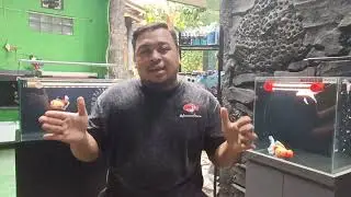 Ikan Mas Koki dari Tangerang Selatan saya Ekspor ke Eropa. Ini Peluang Besar untuk Ekonomi Negara