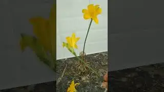 С добрым утром