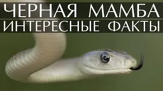 Черная мамба - интересные факты о змее
