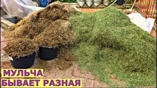 Где взять мульчу? Куда и как использовать?