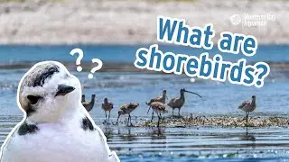 Shorebirds 101 | What are shorebirds?