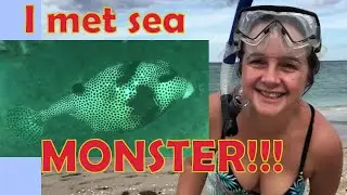 I met sea MONSTER!! Tons of tropical coral reef fish only 2 minutes away from our Florida house!!!