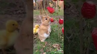 Смачна полуниця