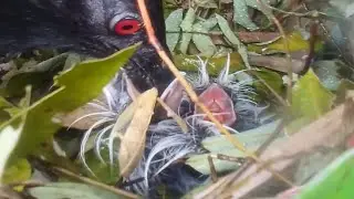 Greater coucal birds Feed the baby in the nest ( EP17) Beautiful baby birds