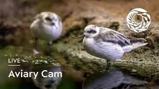 Live Aviary Cam - Monterey Bay Aquarium