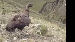 Самая БОЛЬШАЯ птица в западном полушарии-Андский кондор !!!  В мире ЖИВОТНЫХ. Борис Биленко:ГИПНОЛОГ