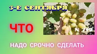 Сентябрь. Что надо сделать срочно на винограднике.