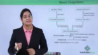 Class10th – Blood Clotting | Circulatory System (Body Fluid and Circulation) | Tutorials Point