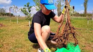 We are planting fruit trees! Spring is in full swing.