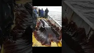 Giant Sea Monsters Caught by Fishermen! 🐙🎣#GiantSeaCreatures #FishingDiscoveries #OceanMysteries