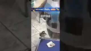 😧НИКТО НЕ ОЖИДАЛ ЭТОГО ОТ ВОРОНЫ!