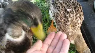 Gracie & George Hybred Rouen Ducks LOVE NUTS what to feed your pet duck