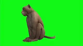 Monkey Green Screen Video || Monkey Green Screen Effect Chorma Key