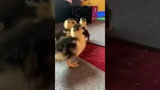 Baby ducks, first time