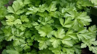 Sowing parsley outdoors in spring. When and how to plant parsley correctly